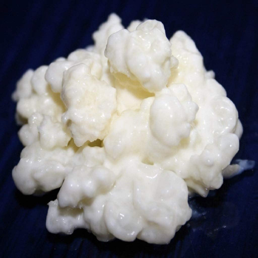 40g Milchkefir Pilz / Knollen