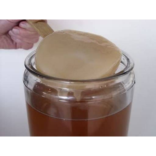 Kombucha Pilz / Scoby | Kefiralia